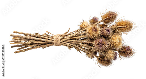 Konstfotografi Dried thistle flower heads tied together with twine on a white background