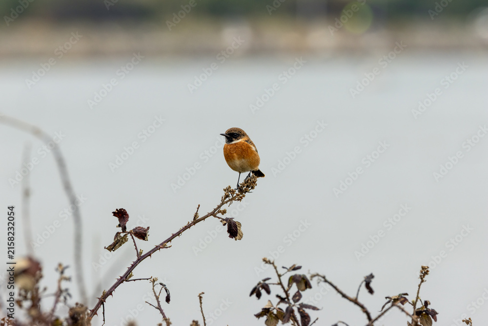 Fototapeta premium Male European stonechat by the water