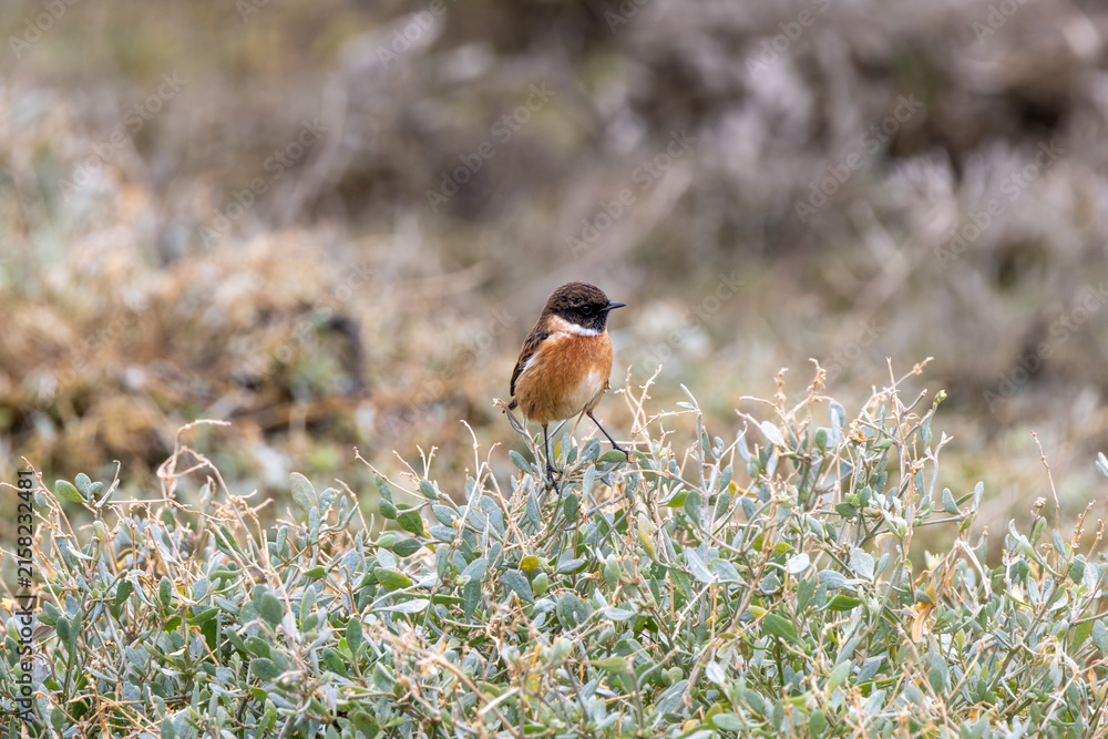 Fototapeta premium Male European stonechat in coastal saltmarsh