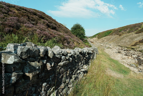 Heather in bloom at Surrender Bridge, Swaledale, Yorkshire Dales, North Yorkshire, UK