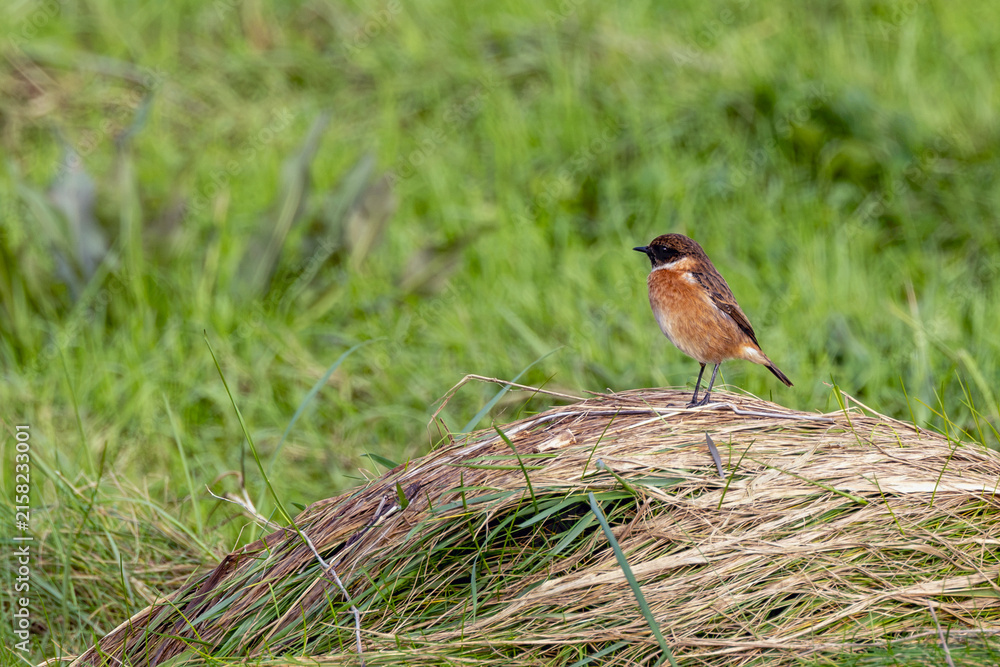 Fototapeta premium Male European stonechat on dry grass