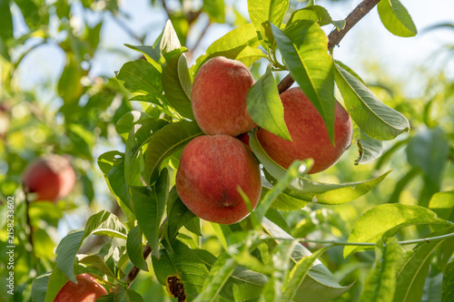 Ripe peaches hang among fresh green leaves in sunlight