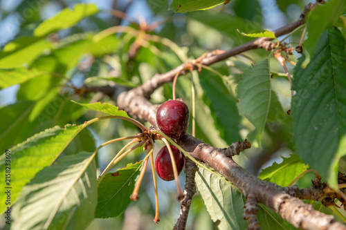 Heavy clusters of ripe cherries drape from leafy tree branches