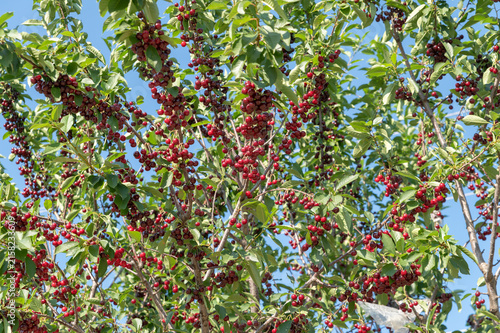 Heavy clusters of ripe cherries drape from leafy tree branches