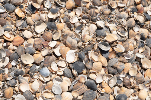 Dense cluster of seashells covers the sunlit shore surface