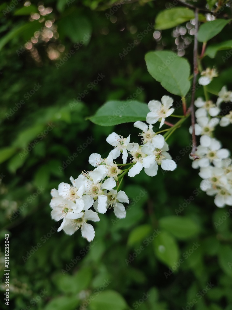 Fototapeta premium Prunus padus. The beauty of spring nature.