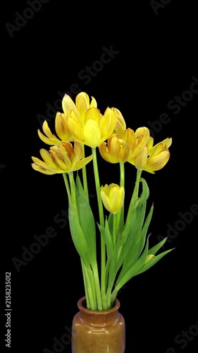 Time-lapse of a bouquet of yellow Standard tulips wilting and fading in a vase, from fresh blooms to drooping flowers, isolated on a black background. Vertical footage.