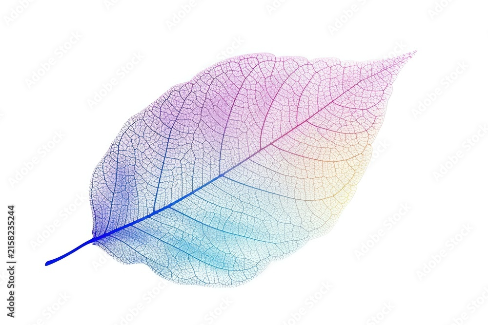 Naklejka premium Leaf shape plant white background invertebrate.