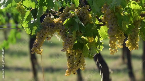 Bunches of white grapes in the Chianti region of Tuscany, illuminated by the sunset. Italy. Slow motion.
