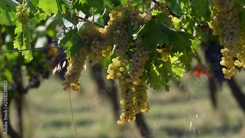 Bunches of white grapes in the Chianti region of Tuscany, illuminated by the sunset. Italy. Slow motion.