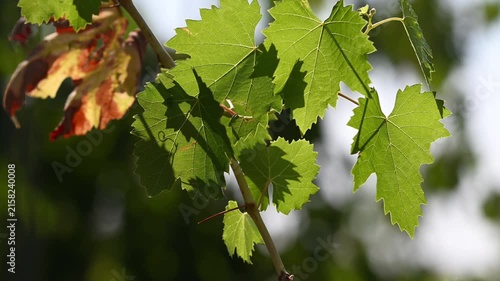 Beautiful green grapevine leaves sway in the wind. Close-up, slow motion.