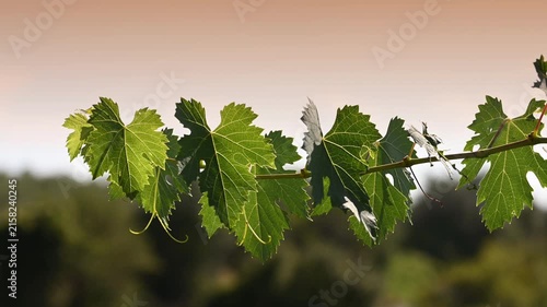 Beautiful green grapevine leaves sway in the wind at sunset. Close up. Slow motion.