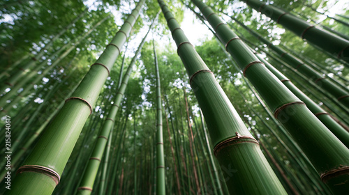 Low Angle View of Lush Green Bamboo Forest