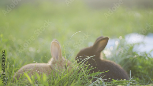 Canvas Print Two rabbits rest in the grass, highlighting the bond between different breeds of rabbits