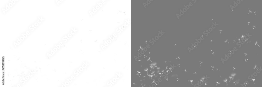Fototapeta premium White blowing dandelion seeds png. Relea dandelion fluffy seeds. Dandolian overlay. Isolated dandelion seeds flying away freely in air. White dandelion seeds flying on transparent background