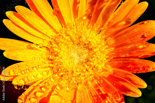 Top view, closeup, macro of, a yellow and orange Gerber daisy, with raindrops, under strobe lighting