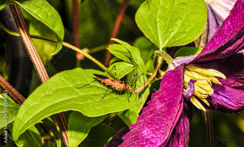 Top view, close distance of, a Milk Weed Assassin bug, hunting an insect, on a clematis plant, under strobe lighting