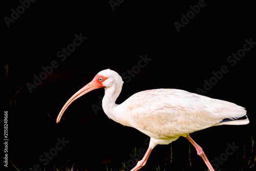 Side view, close distance of, a single white Ibis bird, walking a path in a tropical location, with black background, under strobe lighting