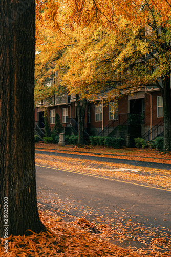 Vertical autumn streetscape symbolizing harmony between urban living and nature, with vibrant orange foliage framing classic brick townhouses. Fallen leaves and warm light