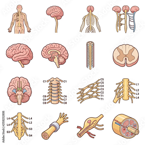 Detailed anatomical illustrations of the human nervous system, including brain, spinal cord, and peripheral nerves.