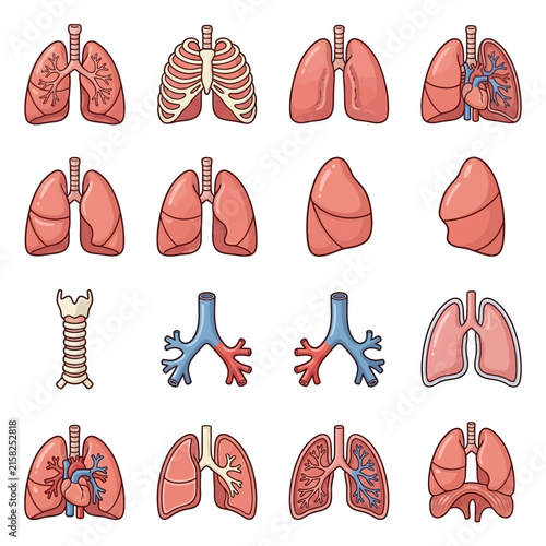 Collection of human lung and respiratory system anatomy illustrations.