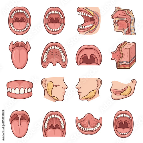 Detailed anatomical illustrations of the human mouth, tongue, throat, and salivary glands, showing various views and cross-sections.