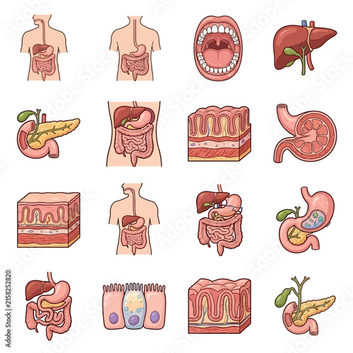Detailed illustrations of the human digestive system organs and their internal structures.