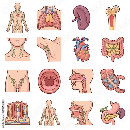 Detailed anatomical diagrams illustrating the human lymphatic system and various internal organs.