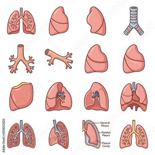 Comprehensive anatomical illustrations of human lungs and respiratory system components.