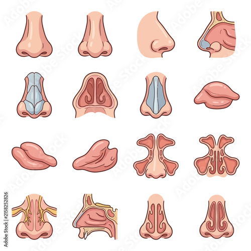 Detailed anatomical illustrations of human noses showing external views and internal structures.