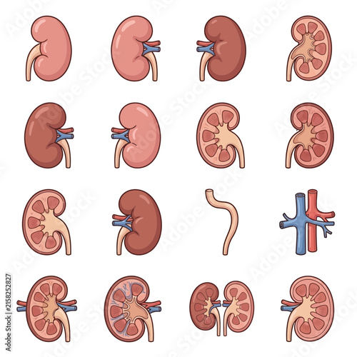 Collection of detailed illustrations depicting human kidney anatomy, showing both external and internal structures.