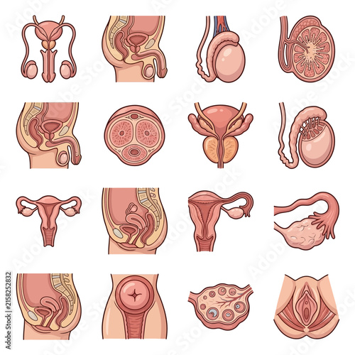Detailed anatomical illustrations of human male and female reproductive and urinary systems with various organ views.