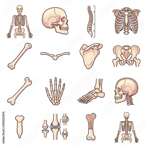 Collection of human skeletal system illustrations showing various bones and anatomical structures.
