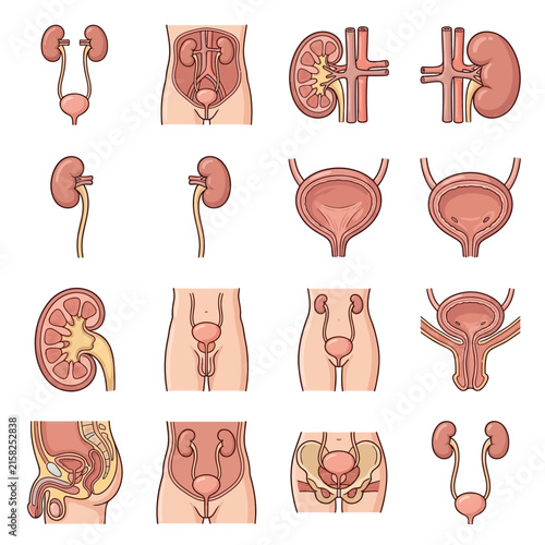 Detailed anatomical diagrams illustrating the human urinary system and its components.