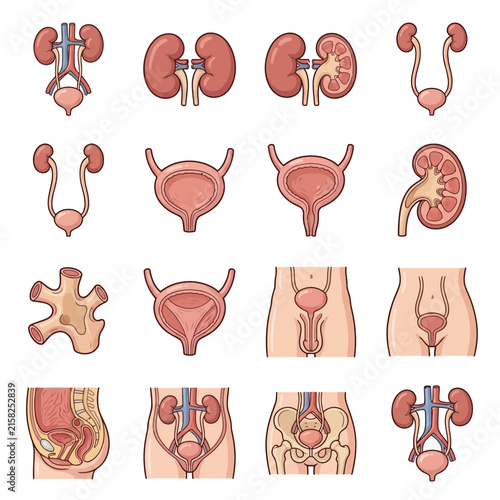 Detailed illustrations of the human urinary system organs and their anatomical structures.