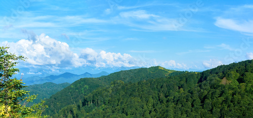 Wide panorama of green hills and distant snow-capped mountains. Bright blue sky with white cumulus clouds. Branches in the foreground. Fresh summer landscape.