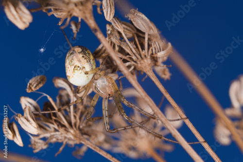 Photography A spider (Metellina segmentata) sitting on a web on a dry plant