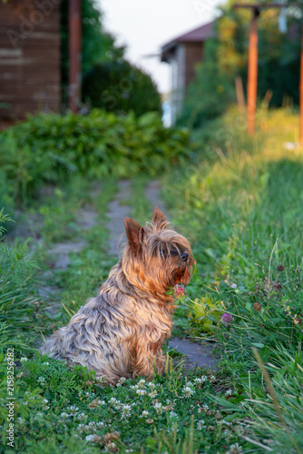 Obraz na plátně Australian Terrier dog sitting on a garden path outdoors close up