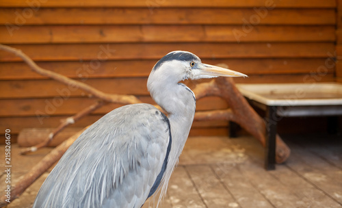 Obraz na plátně Grey heron positioned indoors with wooden walls and branches in the background,