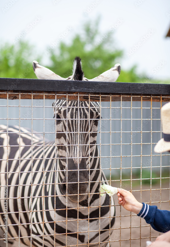 Naklejka premium Zebra in a zoo enclosure interacts with a visitor offering food, featuring a blurred background of trees and a wooden fence