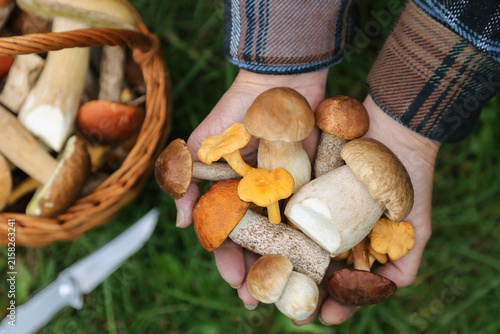 Wild forest mushrooms harvest in mushroom picker hands close up top view. Picking different mushroom in basket