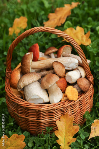 Edible wild mushrooms harvest in wicker basket on grass close up. Harvesting different mushroom in autumn fall forest
