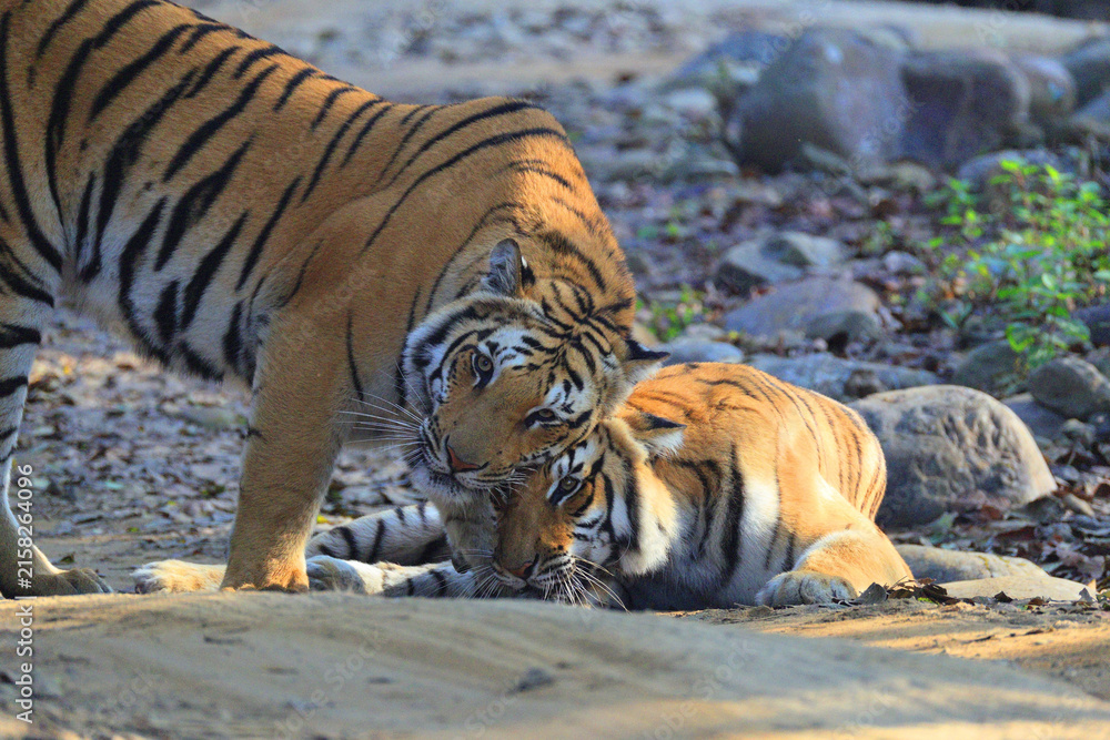 Obraz premium Bengal tiger is a population of the Panthera tigris tigris subspecies. It ranks among the largest of wild cats. It is distributed from India, southern Nepal, Bangladesh, Bhutan to Southwestern China.