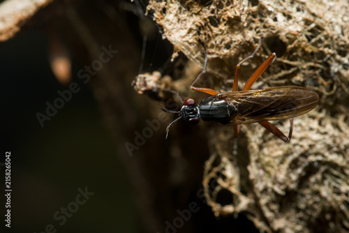 Konstfotografi Small predatory fly perched on textured tree bark