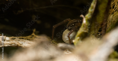 Brown spider hiding in a crevice beside damp wood