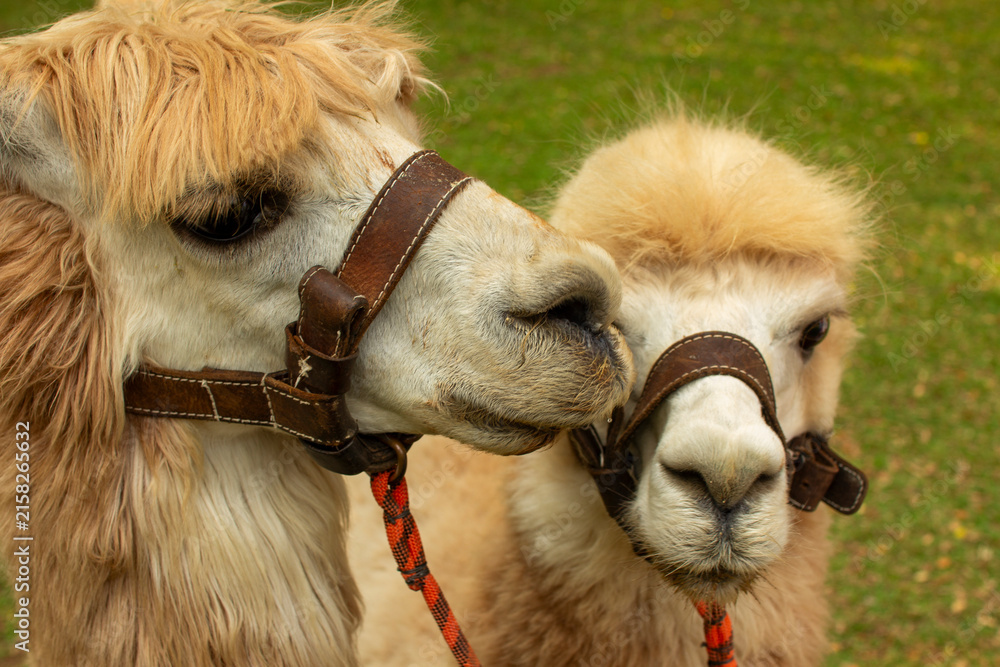 Naklejka premium Two cute alpacas with halters close together. Animal, farm, pet, and friendship concept.