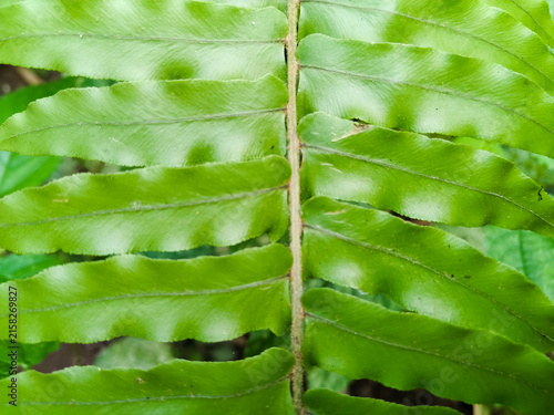 Sword fern (Nephrolepis cordifolia or Nephrolepis exaltata) close up.
