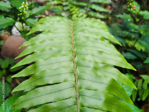 Sword fern (Nephrolepis cordifolia or Nephrolepis exaltata) close up.