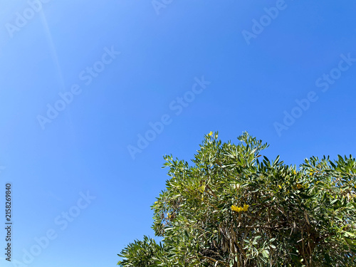 A tree with a sky background