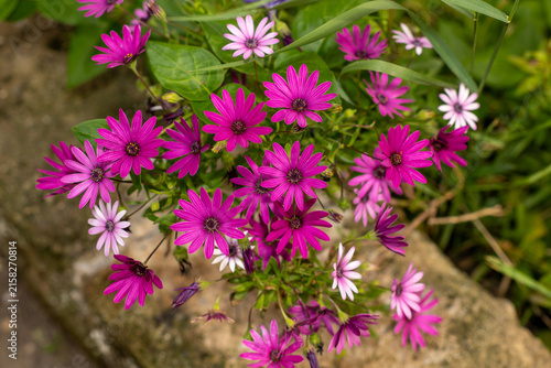 Konstfotografi Margheritine fucsia